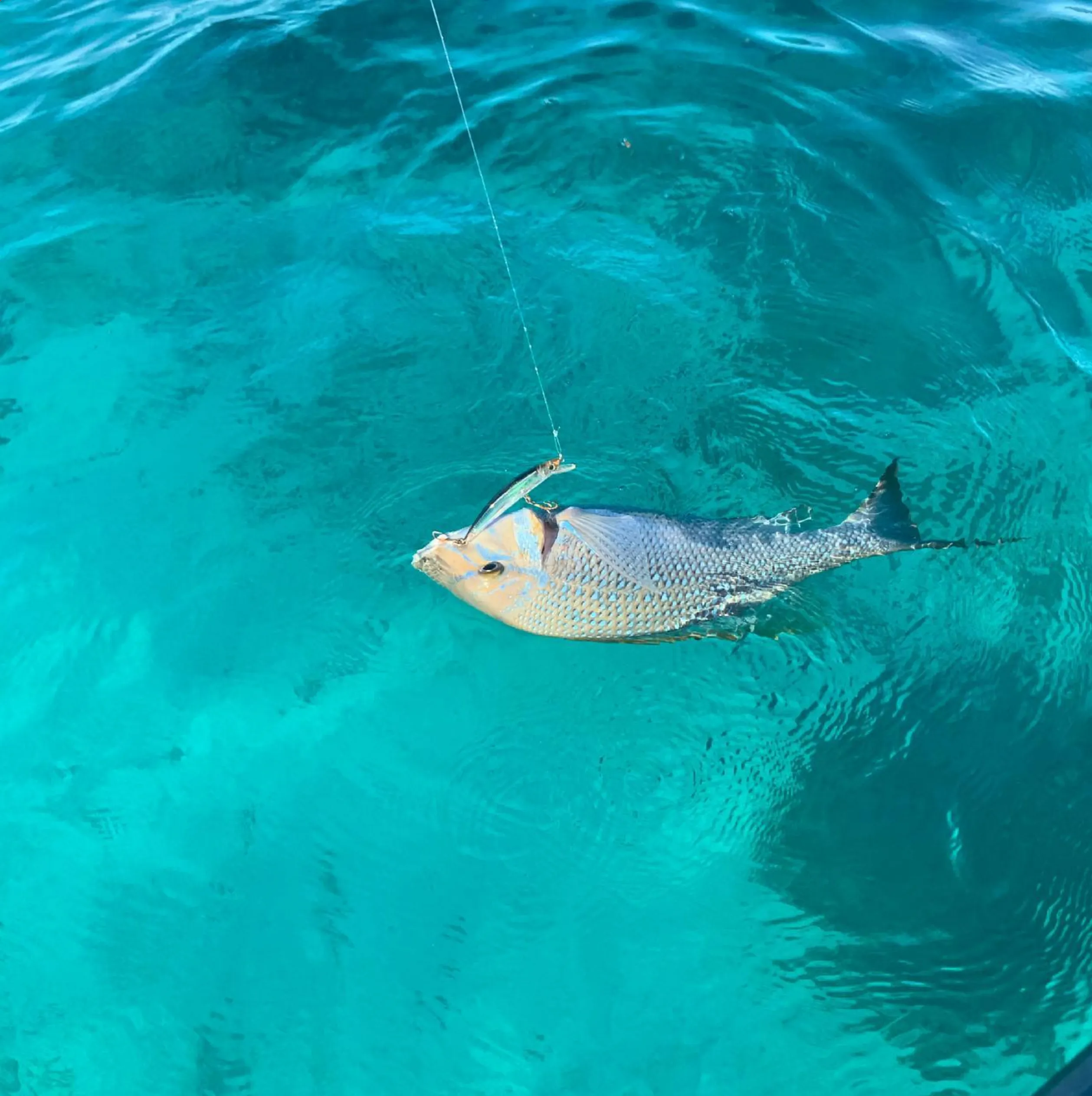 bait fish, Phillip Island