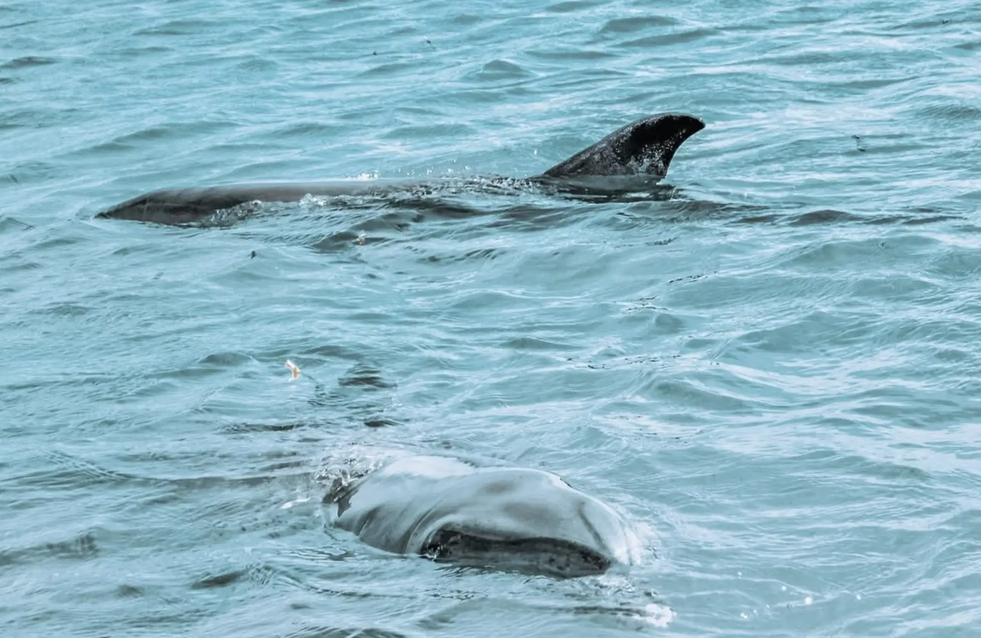Dolphin Watching Australia