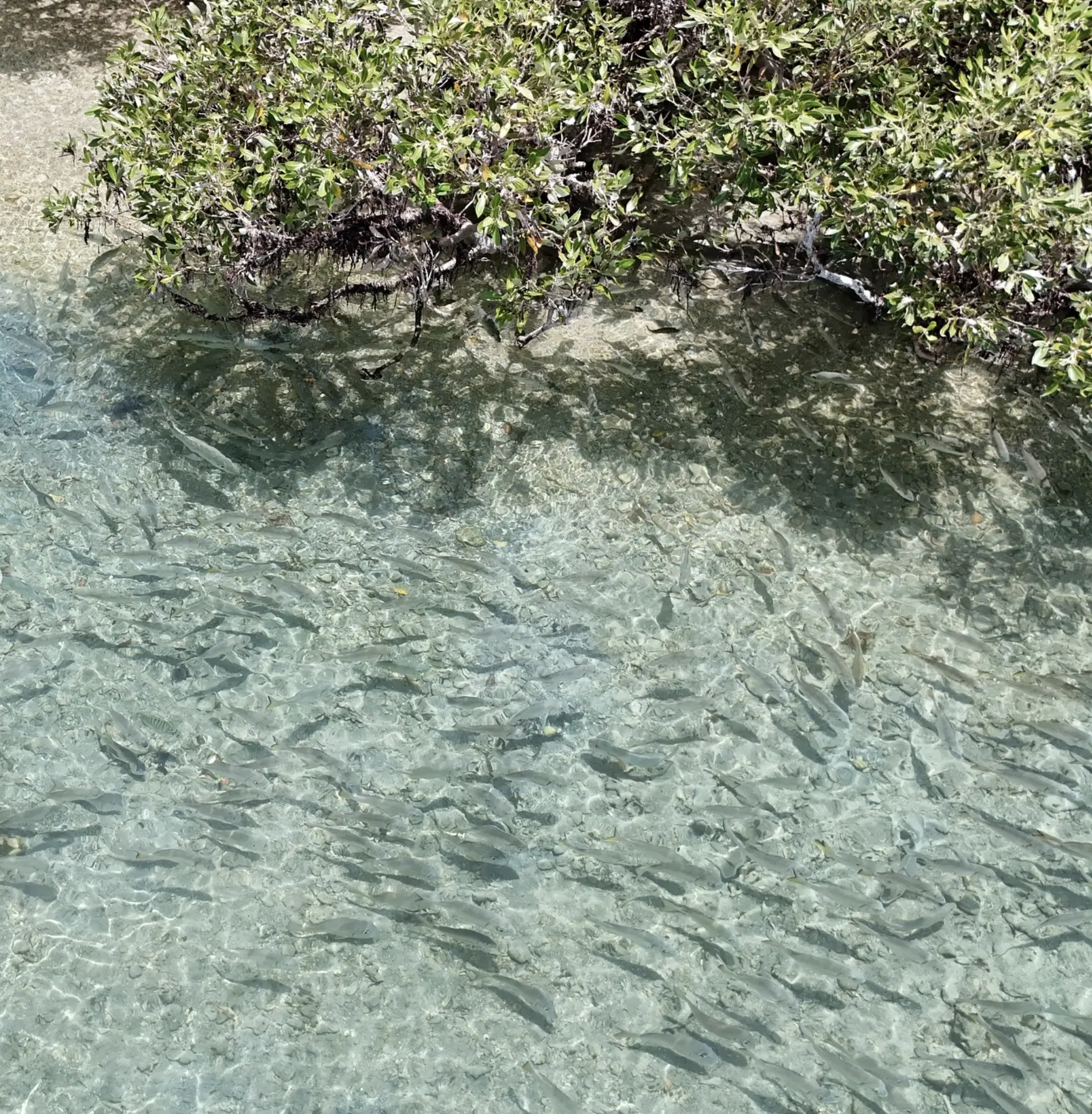 Marine Wildlife Australia