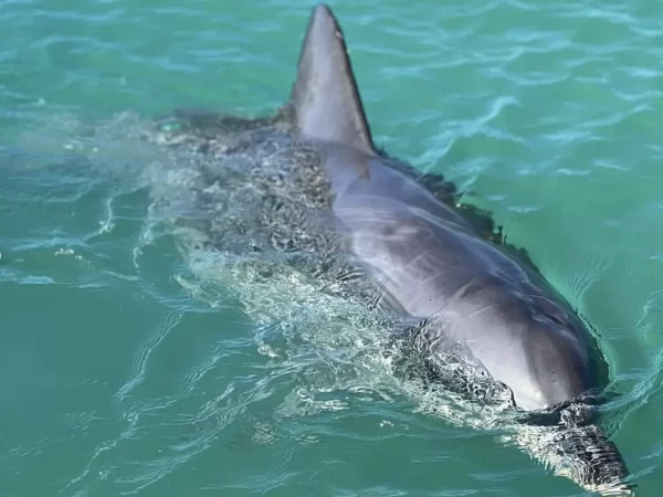 What Time of Day is Best for Dolphin Tours?