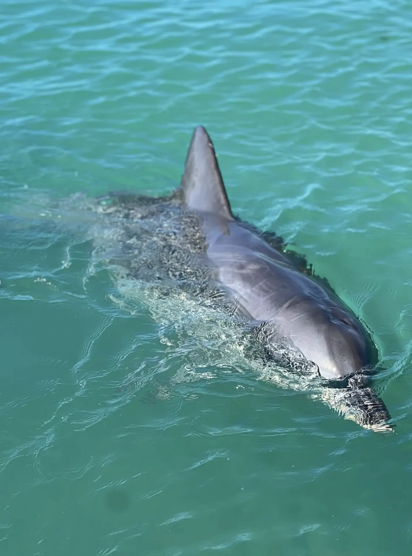 What Time of Day is Best for Dolphin Tours?